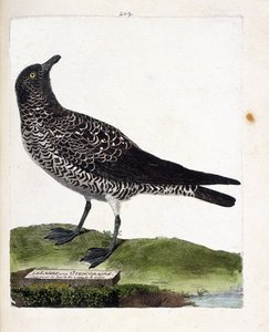 Zoologische Tafel (Ornithologie): Der Schmarotzerraubmöwe (Pomarine Raubmöwe oder Stercorarius pomarinus). Illustration in „Die Geschichte der Vögel, gemalt in ihren erscheinenden und empfindlichen Aspekten“ von Francois Nicolas Martinet (1731-1800).