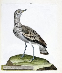 Zoologische Tafel (Ornithologie): Der große Regenpfeifer oder Krähe (Oedicneme criard oder Burhinus oedicnemus). Illustration in „Die Geschichte der Vögel, gemalt in ihren erscheinenden und empfindlichen Aspekten“ von Francois Nicolas Martinet (1731-1800). von Francois Nicolas Martinet