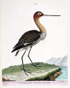 Zoologische Tafel (Ornithologie): Der Große Brachvogel (Limosa limosa). Illustration in „Die Geschichte der Vögel, gemalt in ihren erscheinenden und empfindlichen Aspekten“ von Francois Nicolas Martinet (1731-1800). Private Sammlung. von Francois Nicolas Martinet