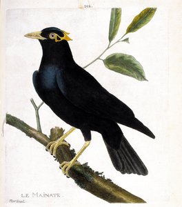 Zoologische Tafel (Ornithologie): Der Maina (Religiöser Maina oder Gracula religiosa) auf einem Ast. Illustration in „Die Geschichte der Vögel, gemalt in ihren erscheinenden und empfindlichen Aspekten“ von Francois Nicolas Martinet (1731-1800). Private Sam