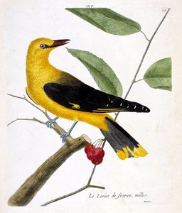 Zoologische Tafel (Ornithologie): Der männliche französische Pirol (Europäischer Pirol oder Oriolus oriolus) auf einem Ast. Illustration in „Die Geschichte der Vögel, gemalt in ihren erscheinenden und empfindlichen Aspekten“ von Francois Nicolas Martinet (