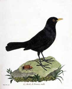 Zoologische Tafel (Ornithologie): Der männliche Amsel (Turdus merula). Illustration in „Die Geschichte der Vögel, gemalt in ihren erscheinenden und empfindlichen Aspekten“ von Francois Nicolas Martinet (1731-1800). Private Sammlung.