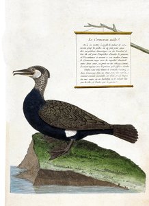 Zoologische Tafel (Ornithologie): Der männliche Kormoran (Phalacrocorax carbo). Illustration in „Die Geschichte der Vögel, gemalt in ihren erscheinenden und empfindlichen Aspekten“ von Francois Nicolas Martinet (1731-1800). Private Sammlung von Francois Nicolas Martinet