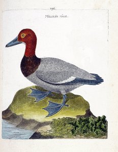 Zoologische Tafel (Ornithologie): Der Männliche Tafelente (Aythya ferina). Illustration in „Die Geschichte der Vögel“ von Francois Nicolas Martinet (1731-1800). Private Sammlung. von Francois Nicolas Martinet
