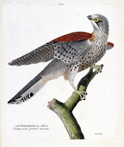 Zoologische Tafel (Ornithologie): der männliche Turmfalke (Turmfalke oder Falco tinnunculus) auf einem Ast. Illustration in „Die Geschichte der Vögel, gemalt in ihren erscheinenden und empfindlichen Aspekten“ von Francois Nicolas Martinet (1731-1800). Priv von Francois Nicolas Martinet