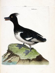 Zoologische Tafel (Ornithologie): Reiherente (Aythya fuligula). Illustration in „Die Geschichte der Vögel, gemalt in ihren erscheinenden und empfindlichen Aspekten“ von Francois Nicolas Martinet (1731-1800). Private Sammlung von Francois Nicolas Martinet