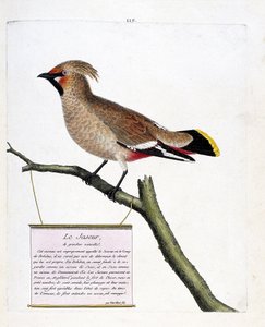 Zoologische Tafel (Ornithologie): Der naturgroße Seidenschwanz (Bombycilla garrulus) auf einem Ast. Illustration in „Die Geschichte der Vögel, gemalt in ihren erscheinenden und empfindlichen Aspekten“ von Francois Nicolas Martinet (1731-1800).