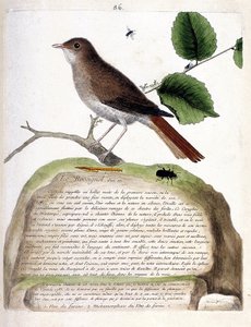 Zoologische Tafel (Ornithologie): Der einjährige Nachtigall (Luscinia megarhynchos) auf einem Ast. Illustration in „Die Geschichte der Vögel, gemalt in ihren erscheinenden und empfindlichen Aspekten“ von Francois Nicolas Martinet (1731-1800). Private Samml von Francois Nicolas Martinet
