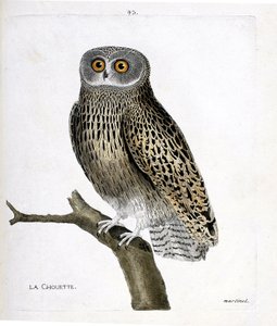 Zoologische Tafel (Ornithologie): Die Eule (Strix aluco) auf einem Ast. Illustration in „Die Geschichte der Vögel“ von Francois Nicolas Martinet (1731-1800). Private Sammlung. von Francois Nicolas Martinet
