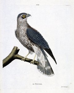 Zoologische Tafel (Ornithologie): Der Fels (Merlinfalke oder Falco colombarius) auf einem Ast. Illustration in „Die Geschichte der Vögel, gemalt in ihren erscheinenden und empfindlichen Aspekten“ von Francois Nicolas Martinet (1731-1800). Private Sammlung.