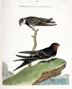Zoologische Tafel (Ornithologie): Die Uferschwalbe des Königreichs Fes (Riparia riparia) auf einem Ast und die afrikanische Schwalbe (Rauchschwalbe oder Hirundo rustica). Illustration in „Die Geschichte der Vögel, gemalt in ihren erscheinenden und empfindl