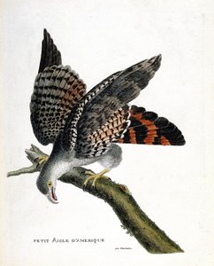 Zoologische Tafel (Ornithologie): Der kleine amerikanische Adler (Circus buffoni) auf einem Ast. Illustration in „Die Geschichte der Vögel, gemalt in ihren erscheinenden und empfindlichen Aspekten“ von Francois Nicolas Martinet (1731-1800). Private Sammlun von Francois Nicolas Martinet