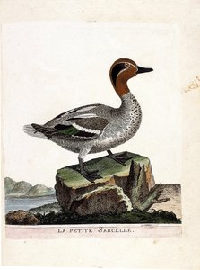 Zoologische Tafel (Ornithologie): Die Krickente (Anas crecca). Illustration in „Die Geschichte der Vögel“ von Francois Nicolas Martinet (1731-1800). Private Sammlung. von Francois Nicolas Martinet