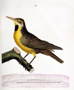 Zoologische Tafel (Ornithologie): der Star von Louisiana (Präriewiesenstärling oder Sturnella magna) auf einem Ast. Illustration in „Die Geschichte der Vögel, gemalt in ihren erscheinenden und empfindlichen Aspekten“ von Francois Nicolas Martinet (1731-180 von Francois Nicolas Martinet
