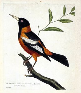 Zoologische Tafel (Ornithologie): Der Troupial (Troupial-Pirol oder Icterus icterus) auf einem Ast. Illustration in „Die Geschichte der Vögel, gemalt in ihren erscheinenden und empfindlichen Aspekten“ von Francois Nicolas Martinet (1731-1800). von Francois Nicolas Martinet