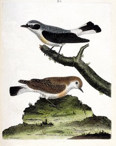 Zoologische Tafel (Ornithologie): Der Vitrec (Oenanthe) auf dem Ast und sein Weibchen. Illustration in „Die Geschichte der Vögel“ von Francois Nicolas Martinet (1731-1800). Private Sammlung.