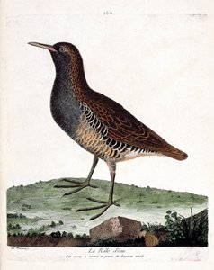 Zoologische Tafel (Ornithologie): Der Wasserralle (Rallus aquaticus). Illustration in „Die Geschichte der Vögel, gemalt in ihren erscheinenden und empfindlichen Aspekten“ von Francois Nicolas Martinet (1731-1800). Private Sammlung von Francois Nicolas Martinet