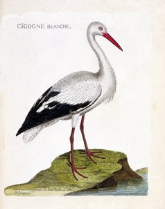 Zoologische Tafel (Ornithologie): Der Weißstorch (Ciconia ciconia). Illustration in „Die Geschichte der Vögel, gemalt in ihren erscheinenden und empfindlichen Aspekten“ von Francois Nicolas Martinet (1731-1800).