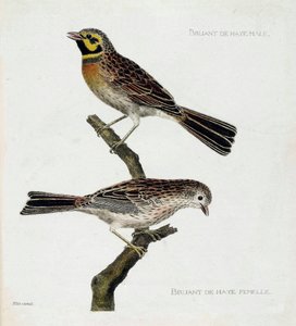 Zoologische Tafel (Ornithologie): von oben nach unten: Männliche und weibliche Haussperlinge (Zizi oder Emberiza cirlus) auf einem Ast. Illustration in „Die Geschichte der Vögel, gemalt in ihren erscheinenden und empfindlichen Aspekten“ von Francois Nicola