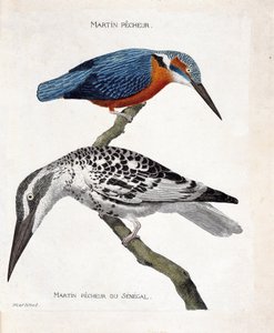 Zoologische Tafel (Ornithologie): Martin pecheur (Alcedo atthis) und Martin pecheur du Senegal (Ceryle rudis). Illustration in „Die Geschichte der Vögel“. von Francois Nicolas Martinet