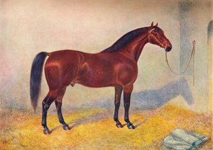 Cleveland Bay Hengst Sultan, ca. 1902-1910