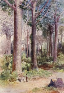 Neuseeland: Unter den Kauri-Bäumen von Frank H Wright
