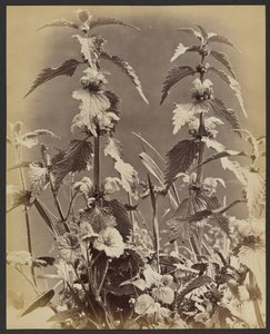 Blumenstudie