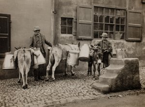 Milchesel