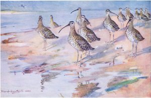 Brachvögel am Blakeney Point von Frank Southgate