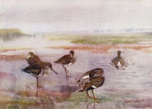 Norfolk Broads: Rotschenkel von Frank Southgate