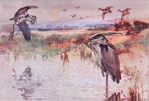 Der Reiher, Illustration aus Wild Nature & Country Life, veröffentlicht von Hodder & Stoughton, ca. 1910 von Frank Southgate