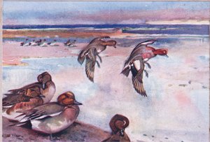 Pfeifenten, Illustration aus Wild Nature & Country Life, veröffentlicht von Hodder & Stoughton, ca. 1910