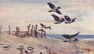 Wildes Leben in Ostanglien: Herbstimmigranten, Nebelkrähen und Schneeammern von Frank Southgate