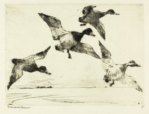 Rotkopfenten von Frank Weston Benson