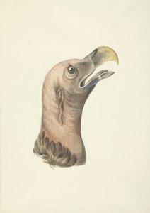 Kopf eines Ohrengeiers (Otogyps auricularis Daud) von François Levaillant (circle of)