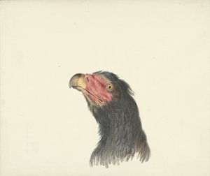 Kopf eines Geiers von François Levaillant (circle of)