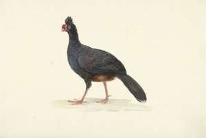 Schwarzer Laufvogel mit kurzem, dickem, rotem Schnabel