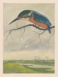 Eisvogel auf einem Ast in einer Wiesenlandschaft