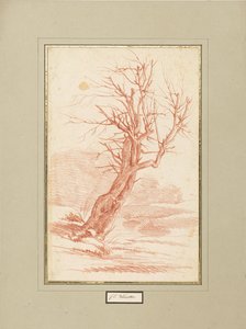 Baumstudie von Franz Edmund Weirotter