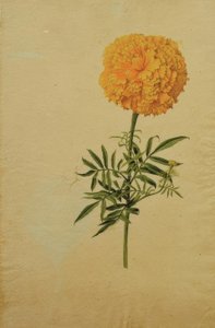 Tagetesblüte von Franz Horny