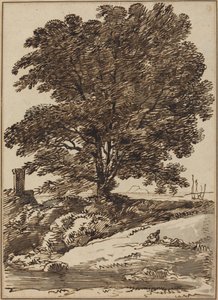 Küste mit einem großen Baum
