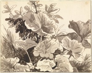Studie von Huflattichblättern