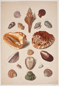 Illustrationsplanche mit Muscheln