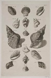 Tafel mit Muscheln. Tafel 5.