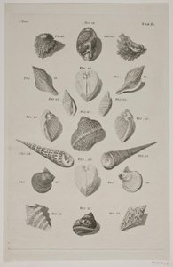 Tafel mit Muscheln. Tafel 9.