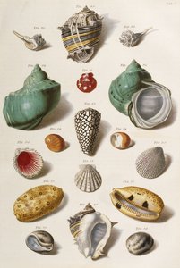 Verschiedene Muscheln von Franz Michael Regenfus