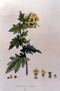 Aus „Flora Monacensis“ von F. De Paola De Schrank. München 1816.
