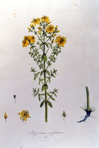 Das Johanniskraut aus F. De Paola De Schranks „Flora Monacensis“. München 1816