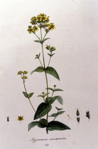 Das Berg-Johanniskraut aus F. De Paola De Schranks „Flora Monacensis“. München 1816.