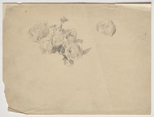 Rosenstudie von Franz von Matsch